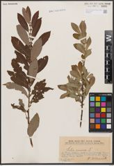 Foto von Salix cinerea L.